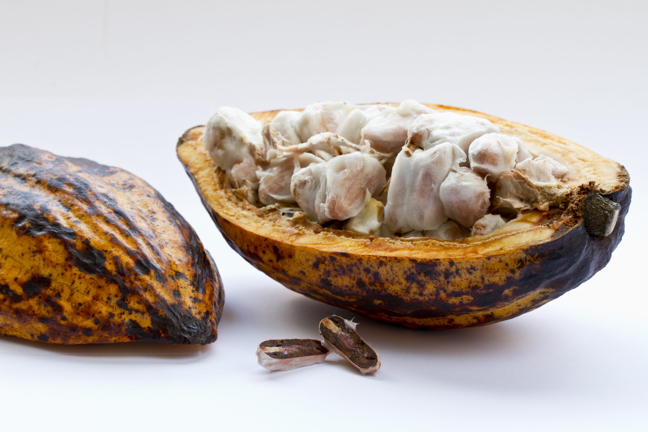 Closeup shot of a cut cocoa plant on a white surface Com investimentos sólidos e uma infraestrutura crescente, a cidade não se limita ao setor minerador. A recente expansão da Fralía, com um aporte de R$ 20 milhões, é a prova de que São Gonçalo está se tornando um centro propício para indústrias de alto valor agregado
