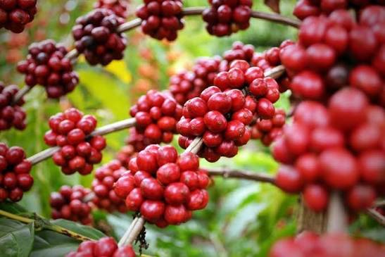 A tarifa de 40% dos EUA derrubou as exportações mineiras de café e carne, com queda de até 93%, e elevou o risco de perda permanente de mercado.