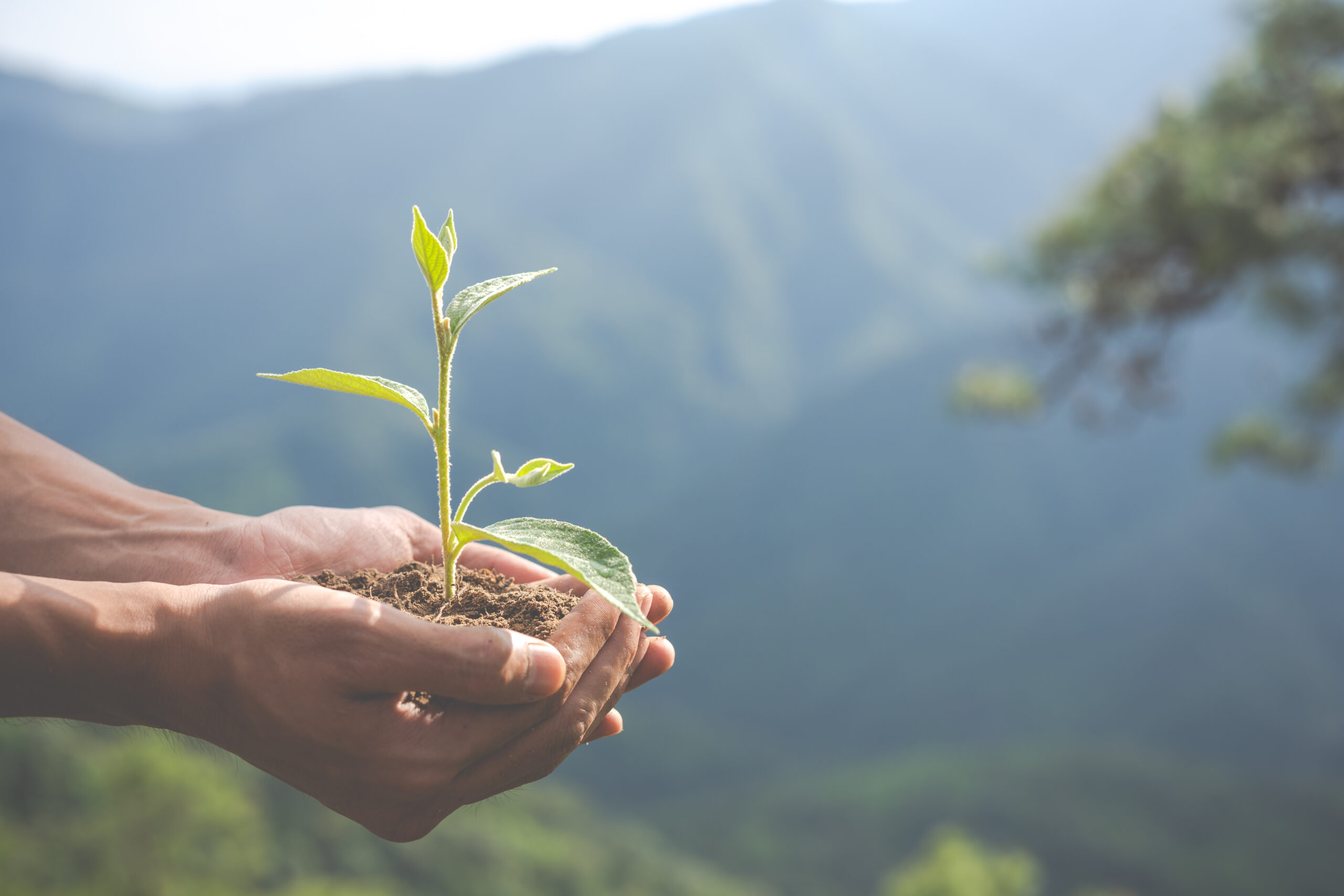 Concept of environmental conservation in the garden for children. Durante sua participação no evento, Cláudia Salles, gerente de Sustentabilidade do IBRAM, apresentou os compromissos do instituto com a sustentabilidade, estruturados em quatro pilares fundamentais, que visam guiar a atuação do setor mineral até 2030