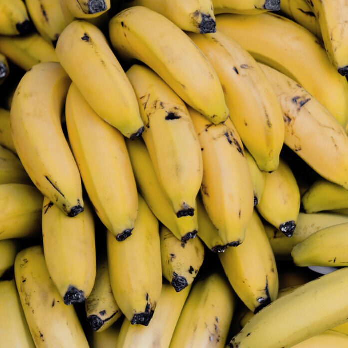 arranjo-de-vista-superior-com-bananas Estudo revela que bananas cultivadas em Linhares (ES) estão contaminadas com metais tóxicos, como chumbo e cádmio, acima dos limites recomendados pela FAO. A contaminação está ligada aos rejeitos da barragem do Fundão
