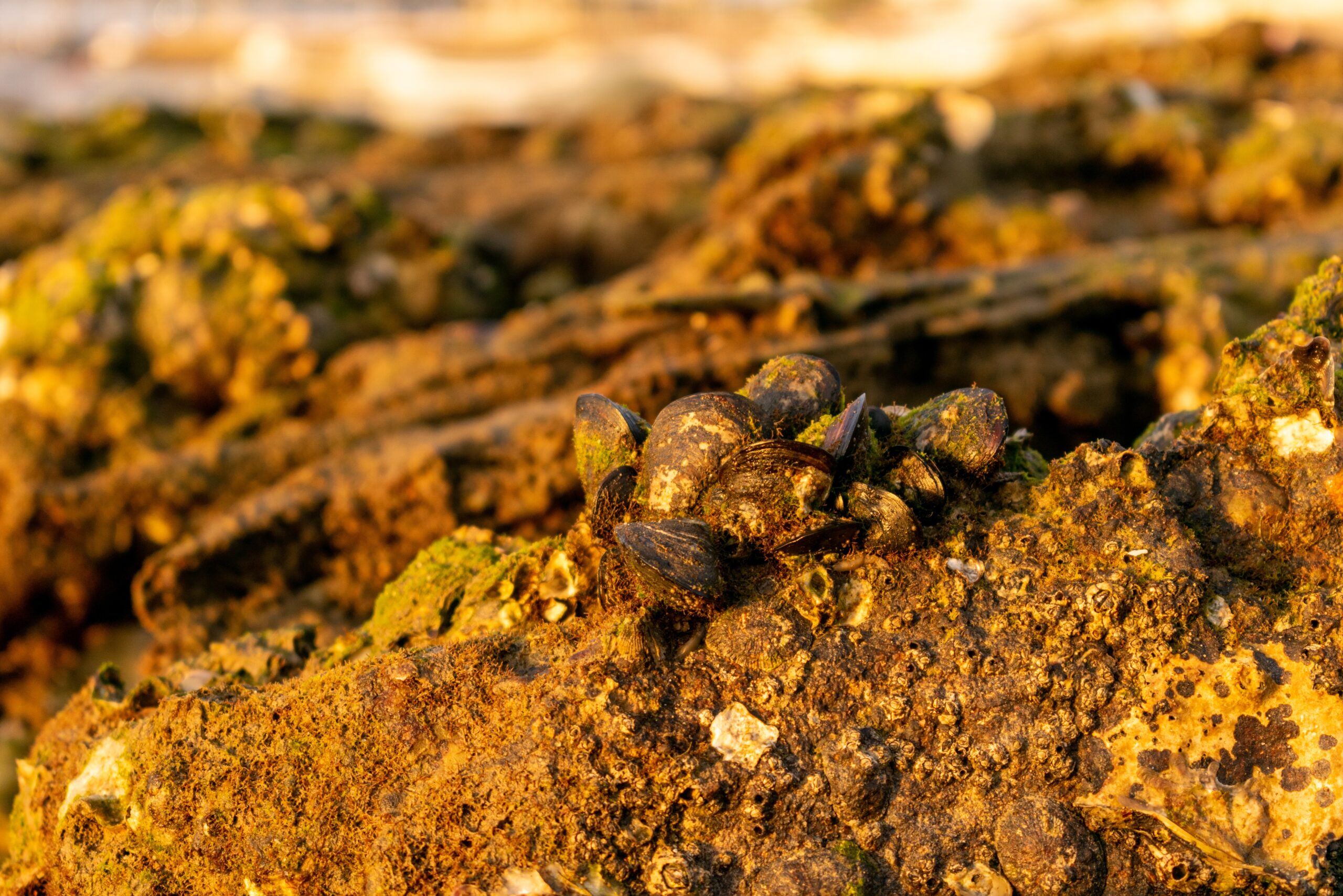Closeup shot of old seashells on the ground covered in dirt and moss under the sunlight China investe mais de US$ 1 bilhão em minas de ouro no Brasil, adquirindo operações no Maranhão, Minas Gerais e Bahia. Entenda os motivos dessa aposta estratégica no metal precioso