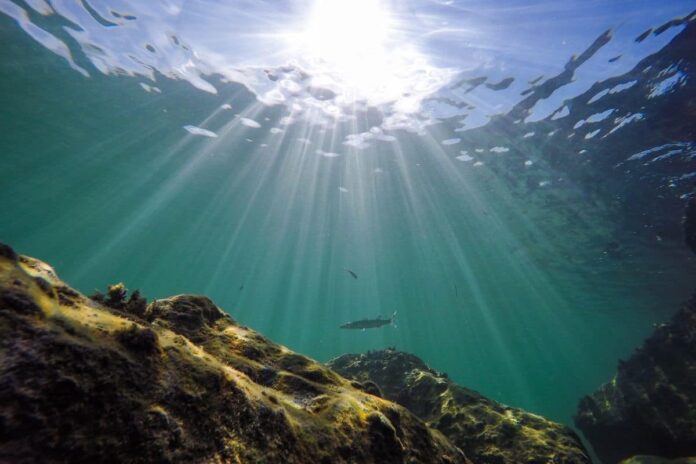 Letícia Carvalho, primeira mulher e latino-americana a comandar a ISA, lidera negociações internacionais para criar regras sobre mineração em águas profundas em áreas que cobrem 54% dos oceanos.