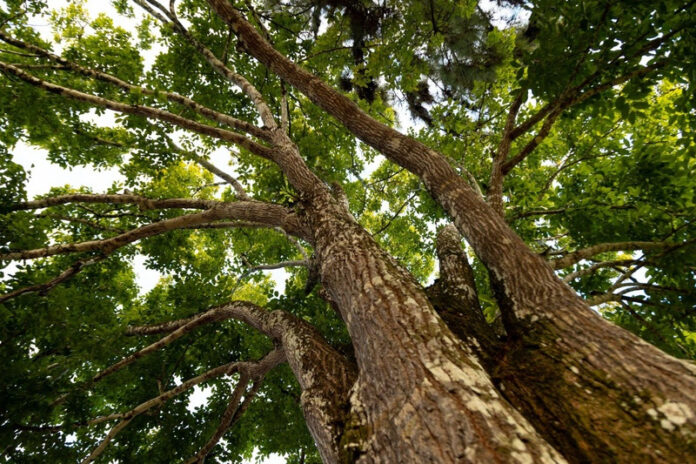 MRN renova certificações internacionais da ASI e mantém reconhecimento por boas práticas ambientais, sociais e de governança, além da rastreabilidade da produção de bauxita no Pará