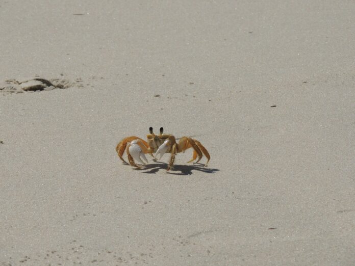 Pesquisa da Ufba encontra cobre em siris na praia de São Tomé de Paripe, em Salvador, que também apresentou nitrato durante investigação ambiental.
