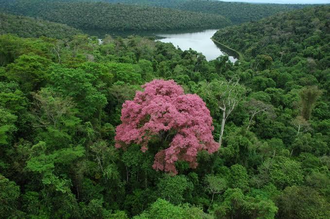 Fiscalização em Alvinópolis encontra indícios de extração irregular de minério de ferro em 4,5 hectares de Mata Atlântica, com prisão e apreensão de máquinas.