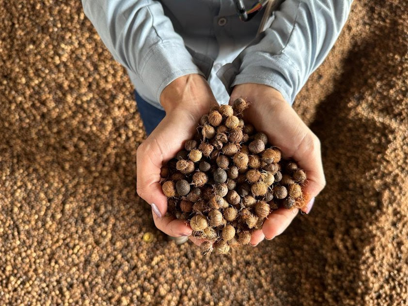 Hydro já utilizou 279 mil toneladas de caroço de açaí na Alunorte e avança no uso da biomassa para reduzir o consumo de carvão mineral.